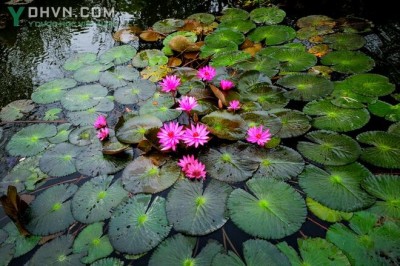 Cây dược liệu cây Súng - Nymphaea stellata Willd