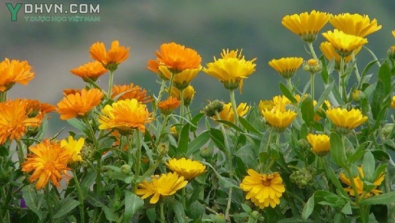 Cây dược liệu cây Xu xi, Cúc kim tiền - Calendula officinalis L