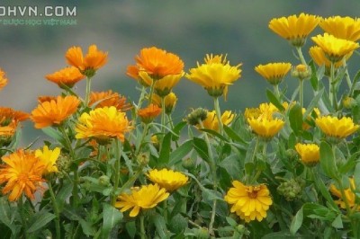 Cây dược liệu cây Xu xi, Cúc kim tiền - Calendula officinalis L