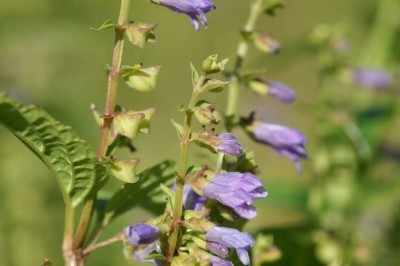 Cây dược liệu cây Hoàng cầm râu, Bán chi liên - Scutellaria barbata D. Don (S. rivularis Wall.)