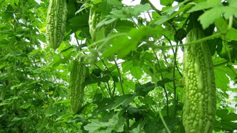 Cây dược liệu cây Mướp đắng, Khổ qua, Lương qua - Momordica charantia L