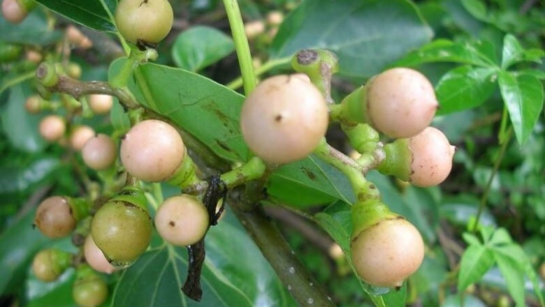 Cây dược liệu cây Thiên đầu thống, Ong bầu, Trái keo - Cordia dichotoma Forst. f. (C. obliqua Wall.)