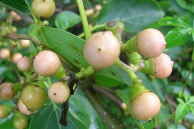 Cây dược liệu cây Thiên đầu thống, Ong bầu, Trái keo - Cordia dichotoma Forst. f. (C. obliqua Wall.)