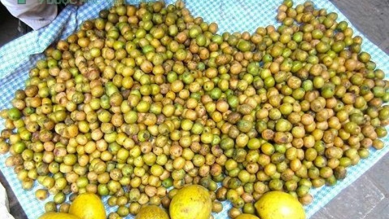 Cây dược liệu cây Xoan nhừ, Xuyên cúc - Choerospondias axillaris (Roxb.) Burtt et Hill