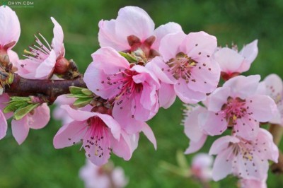 Cây dược liệu cây Ðào - Prunus persica (L,) Batsch