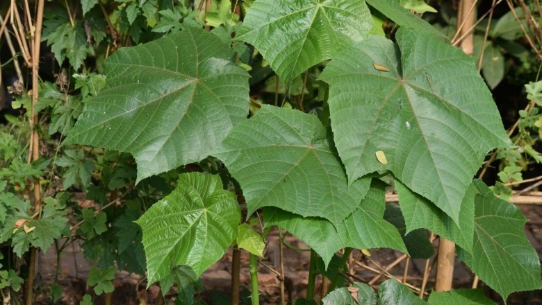 Cây dược liệu cây Tai mèo, Bông vàng, Múc - Abroma augusta (L.) Willd. (Theobroma augusta L.)