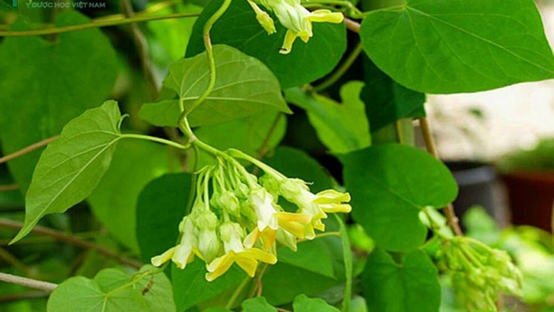Cây dược liệu cây Thiên lý, Hoa thiên lý, Hoa lý - Telosma cordata (Burm. f.) Merr. (Asclepias cordata Burm. f.)