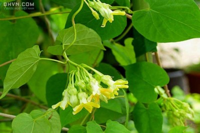 Cây dược liệu cây Thiên lý, Hoa thiên lý, Hoa lý - Telosma cordata (Burm. f.) Merr. (Asclepias cordata Burm. f.)