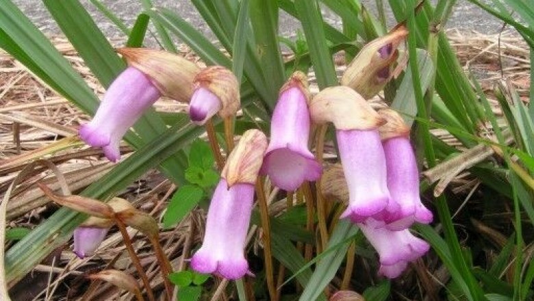 Cây dược liệu cây Tai đất, Dã cô, Lệ dương - Aeginetia indica (L.) Roxb