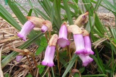 Cây dược liệu cây Tai đất, Dã cô, Lệ dương - Aeginetia indica (L.) Roxb
