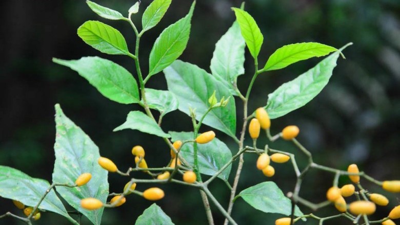 Cây dược liệu cây Kim sương, Chùm hôi trắng, Cây da chuột, Lăng ớt, Ớt rừng - Micromelum falcatum (Lour.) Tanaka