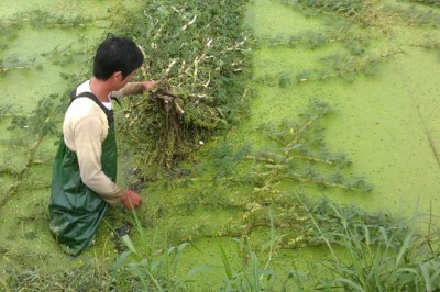 Cây dược liệu cây Rau rút hay Rau nhút - Neptunia oleracea Lour (N.prostrata Bail)