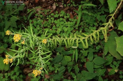 Cây dược liệu cây Rau khúc dưới trắng - Gnaphalium hypoleucum DC. ex Wight