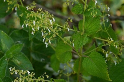 Cây dược liệu cây Cỏ mật gấu, Ðằng nha sọc - Isodon lophanthoides (D.Don) Hara (Rabdosia lophanthoides (Buch. - Ham. ex D.Don) Hara)