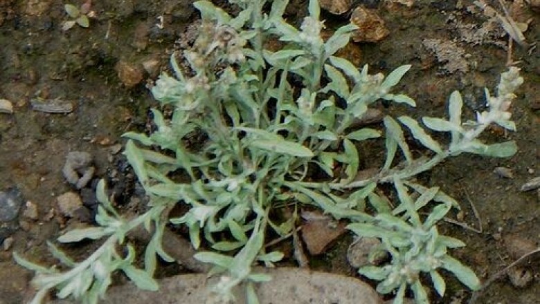 Cây dược liệu cây Rau khúc nhiều thân, Khúc nếp - Gnaphalium polycaulon Pers (G.indicum auct, non L)