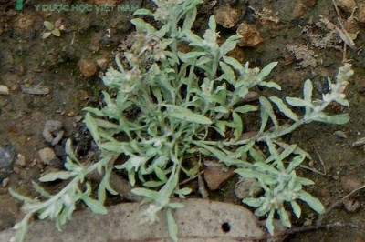 Cây dược liệu cây Rau khúc nhiều thân, Khúc nếp - Gnaphalium polycaulon Pers (G.indicum auct, non L)