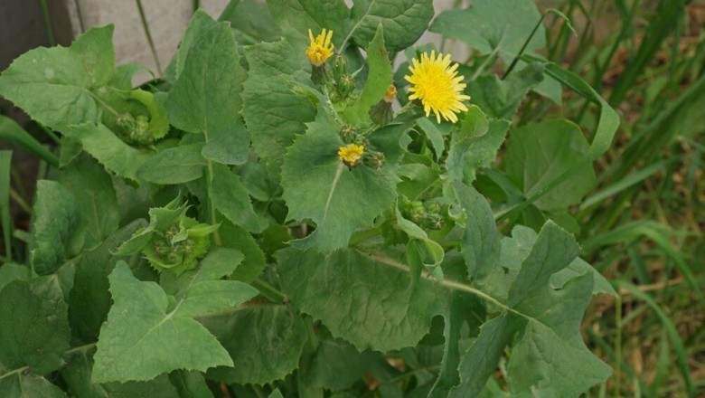 Cây dược liệu cây Rau cúc sữa, Nhũ cúc rau, Rau diếp đắng - Sonchus oleraceus L