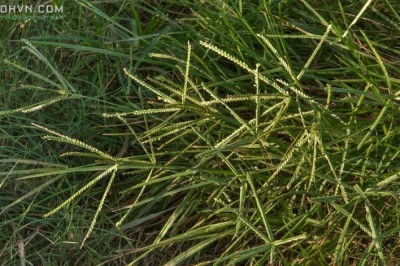 Những kinh nghiệm dùng cây cỏ mần trầu chữa bệnh