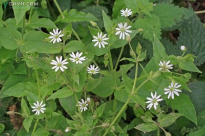 Cây dược liệu cây Rau xương cá, Rau hến, Cây phồn lâu - Myosoton aquaticum (L) Moeuch (Malacchium aquaticum (L) Fries) 