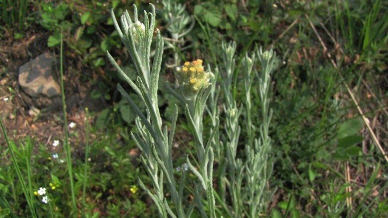 Cây dược liệu cây Rau khúc tẻ, Khúc vàng - Gnaphalium luteo - album L