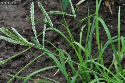 Cây dược liệu cây Cỏ mần trầu, Cỏ vườn trầu, Cỏ màn trầu, Cỏ dáng - Eleusine indica (L.) Gaertn