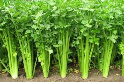 Cây dược liệu cây Cần tây, Rau cần tây - Apium graveolens L