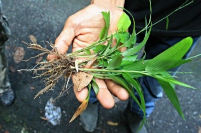 Cây dược liệu cây Cỏ lá tre - Lophatherum gracile Brongn