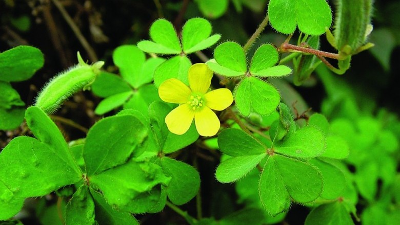 Cây dược liệu cây Chua me đất hoa vàng, Chua me ba chìa - Oxalis corniculata L