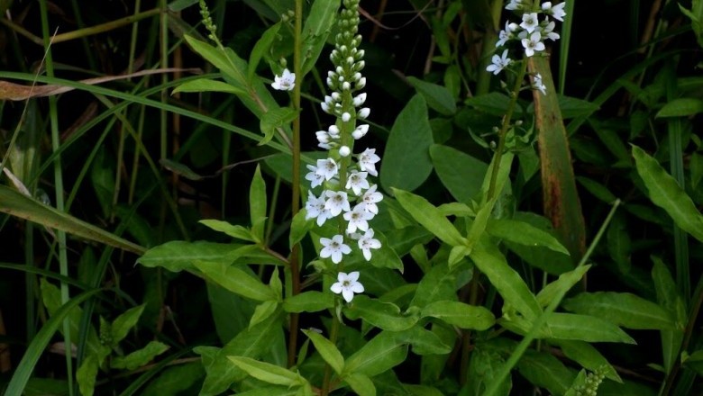 Cây dược liệu cây Rau tinh tú - Lysimachia fortunei Maxim