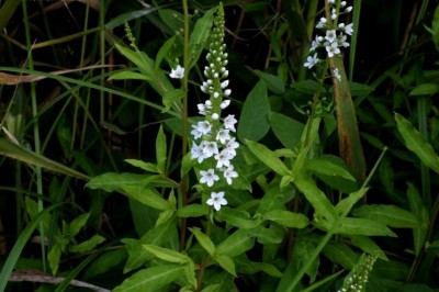 Cây dược liệu cây Rau tinh tú - Lysimachia fortunei Maxim