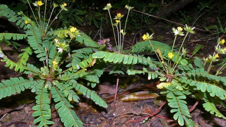Cây dược liệu cây Chua me lá me, Mắc cỡ tàn dù - Biophytum sensitivum (L.) DC