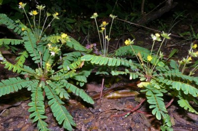 Cây dược liệu cây Chua me lá me, Mắc cỡ tàn dù - Biophytum sensitivum (L.) DC