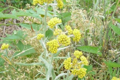 Cây dược liệu cây Rau khúc, Rau khúc vàng - Gnaphalium affine D.Don (G.multiceps Wall.)