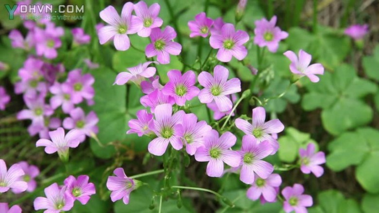 Cây dược liệu cây Chua me đất hoa hồng - Oxalis corymbosa DC. (O. martiana Zucc.)
