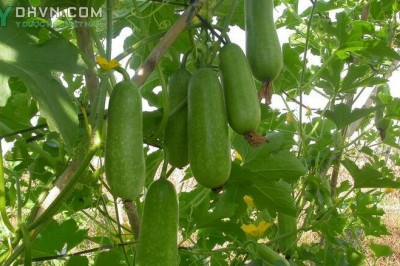 Cây dược liệu cây Bí đao, Bí phấn, Bí xanh - Benincasa hispida (Thunb.) Cogn