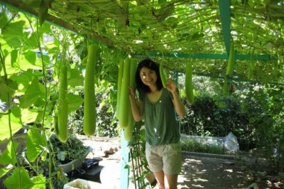 Cây dược liệu cây Bầu - Lagenaria siceraria (Molina) Standl