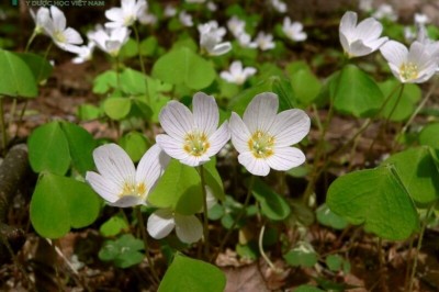 Cây dược liệu cây Chua me đất, Me đất chua - Oxalis acetosella L