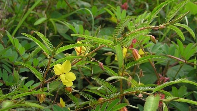 Cây dược liệu cây Muồng trinh nữ, Trà tiên, Mắc cỡ đất - Cassia mimosoides L