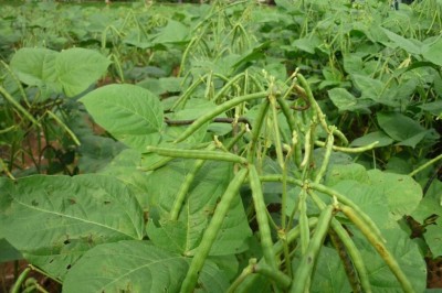 Cây dược liệu cây Đậu xanh, Đậu chè, Dâu tằm - Vigna radiata (L.) Wilczek var. radiata (Phaseolus radiatus L.)