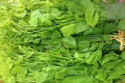 Cây dược liệu cây Dây hương, Dây bò khai, Rau nghiến - Erythropalum scandens Blume