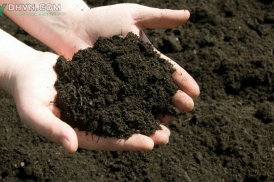 Phân bón hữu cơ trước thách thức lớn về bản quyền và công nghệ vi sinh