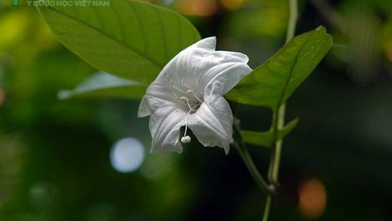 Cây dược liệu cây Bạc thau, Bạc sau, Lú lớn hay Thảo bạc - Argyreia acuta Lour