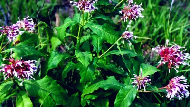 Cây dược liệu cây Ba gạc lá to, cây Nhanh - Rauvolfia cambodiana Pierre ex Pit