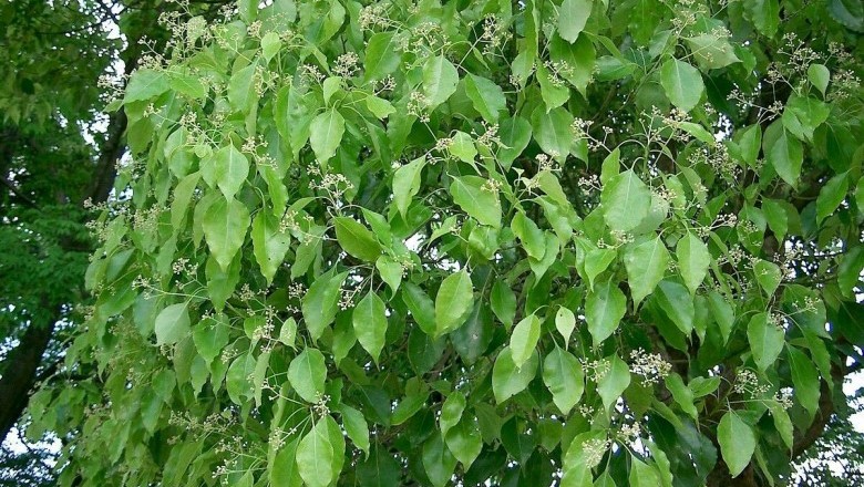 Kỹ thuật trồng cây Long Não, rã hương - Cinnamomum camphora