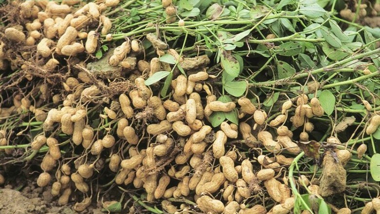 Cây dược liệu cây Lạc, Ðậu phọng - Arachis hypogaea L