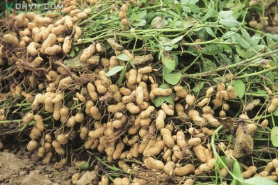 Cây dược liệu cây Lạc, Ðậu phọng - Arachis hypogaea L