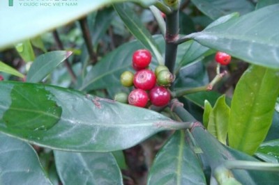 Cây dược liệu cây Lấu, Lấu đỏ, Men sứa - Psychotria rubra (Lour.) Poir (P. reevesii Wall)