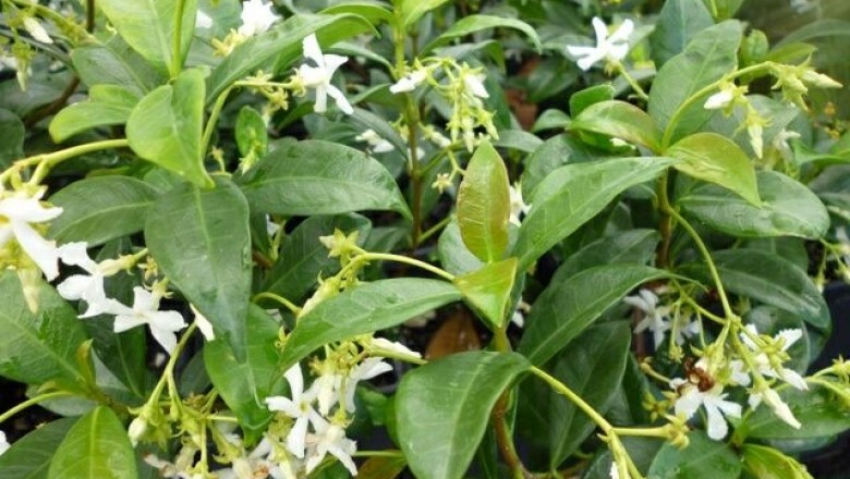 Cây dược liệu cây Lạc thạch, Mỏ sẻ, Bạch hoa đằng - Trachelospermum jasminoides (Lindl.) Lam