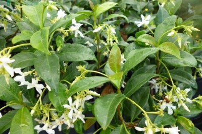 Cây dược liệu cây Lạc thạch, Mỏ sẻ, Bạch hoa đằng - Trachelospermum jasminoides (Lindl.) Lam