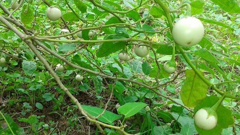 Những công dụng và cách dùng Cà pháo chữa bệnh